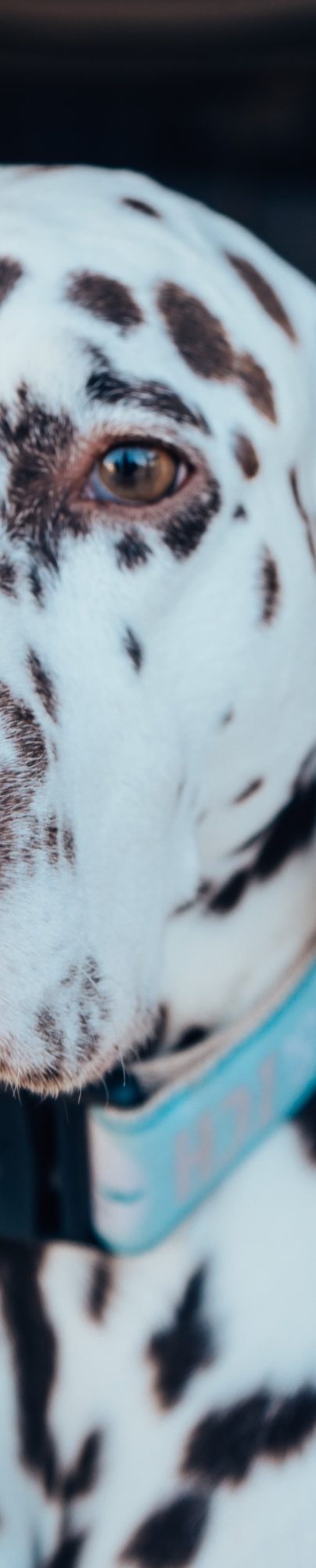 Tierporträt mit Fiete dem Dalmatiner